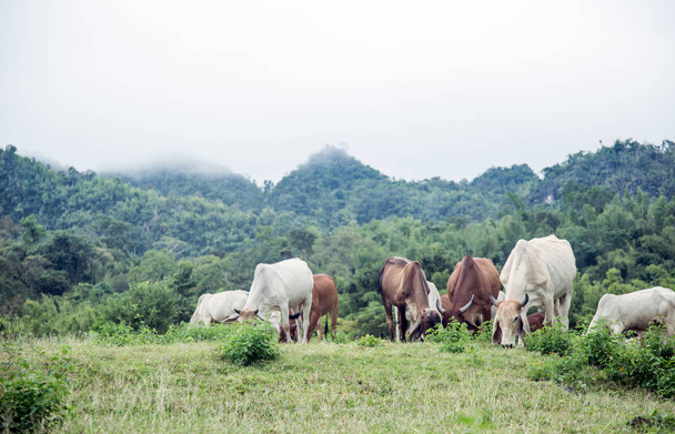 lehmänviljely vuoren kukkulalla sadeaamuna
 - Valokuva, kuva