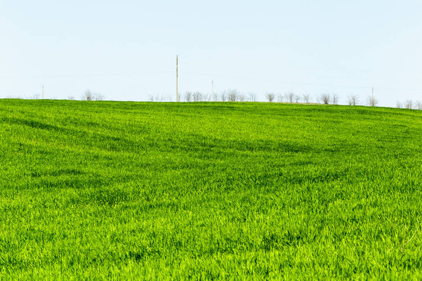 beautiful Green field with blue sky at daytime  - Photo, Image