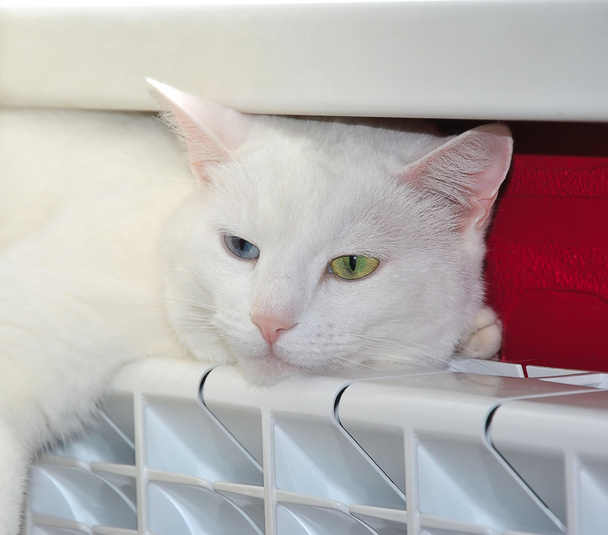 Кот греется в тепловом радиаторе
 - Фото, изображение