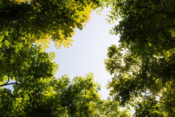 Top kilátás faággal és kék égbolttal - Fotó, kép