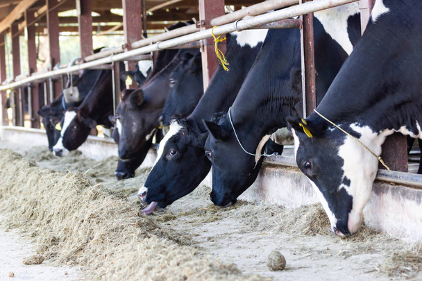 Vacas em uma fazenda e rebanho de vacas comendo feno em galpão na fazenda de laticínios
 - Foto, Imagem