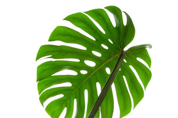 großes grünes Blatt der Monstera-Pflanze auf weißem Hintergrund - Foto, Bild