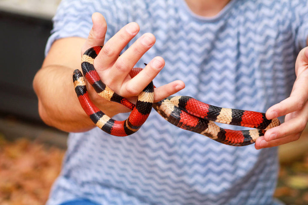 Fiú a kígyók. Férfi tartja kezében hüllő tej snake Lampropeltis triangulum Arizona fajta kígyó. Egzotikus trópusi hidegvérű állatok, állatkert. Háziállatok otthon kígyók. Mérgező és nem mérges kígyó. - Fotó, kép