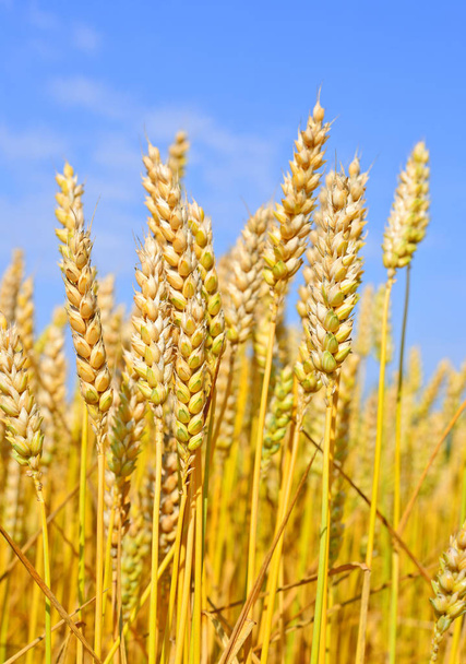Grain veld in het rurale landschap - Foto, afbeelding