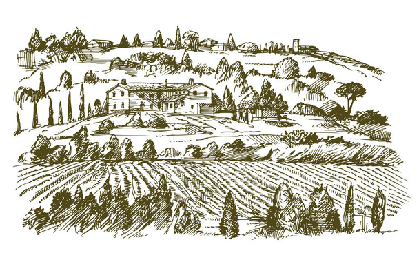 Breed uitzicht op de wijngaard. Wijngaard landschap panorama. Hand getekende illustratie. - Vector, afbeelding