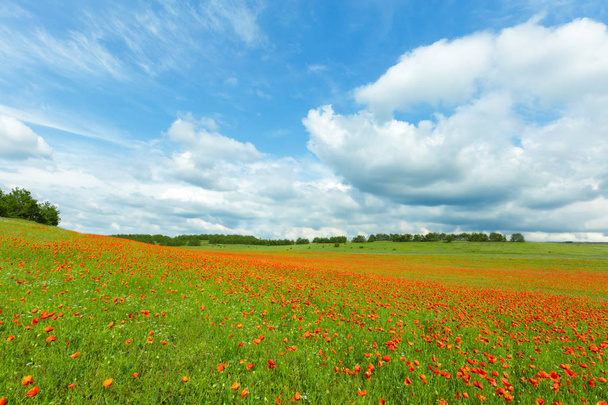 Красные цветы мака в поле днем
  - Фото, изображение