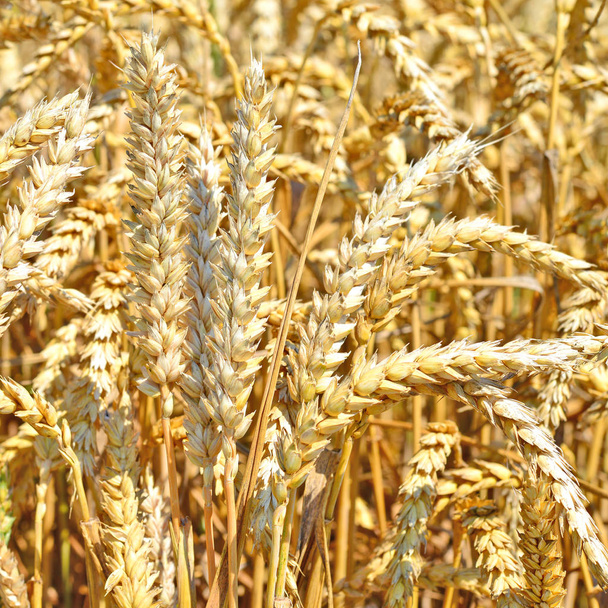 穀物畑、田園風景 - 写真・画像