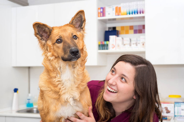 Doctor at the veterinary clinic hugging a beautiful dog - 写真・画像