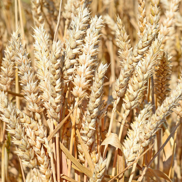 Зерновое поле, сельский пейзаж - Фото, изображение