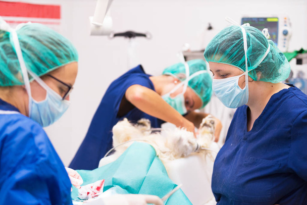 chirurghi veterinari in sala operatoria - Foto, immagini