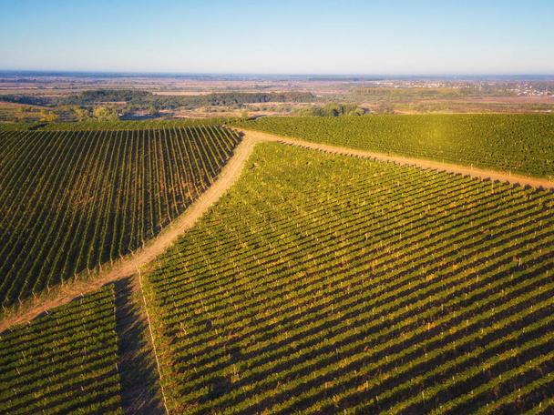 Aerial view of vineyard sunny hills of grapes arrangement in a rows, agricultural landscape with blue sky, drone shot - Foto, Imagen