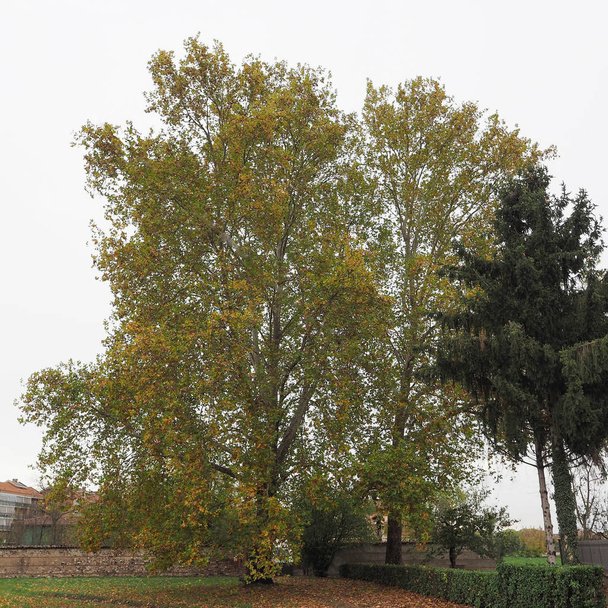 Platane (platanus) aka Bergahorn, im Herbst - Foto, Bild