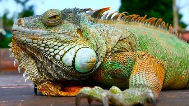 Slapende draak. Close-up portret van de levendige Lizard rust. Selectieve aandacht. Groene leguaan inheems in tropische gebieden - Video