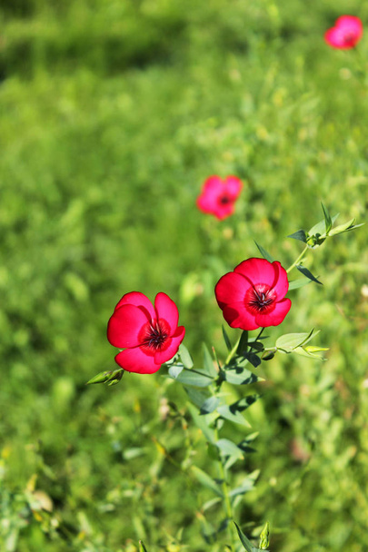 rosa kleine Blüten der Pflanze dekorativer Flachs linum grandiflorum. - Foto, Bild