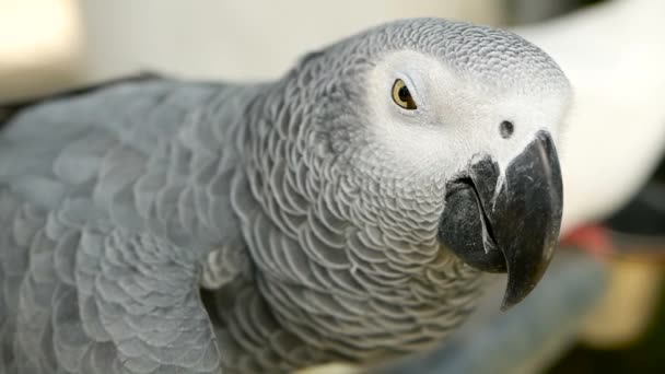 Red-tailed monogamous African Congo Grey Parrot. Compañero Jaco es popular mascota aviar nativa de la región ecuatorial
. - Metraje, vídeo