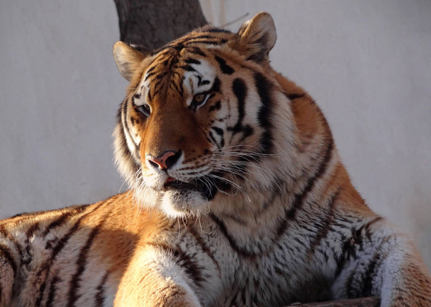 Sibirischer Tiger im Zoo aus nächster Nähe - Foto, Bild