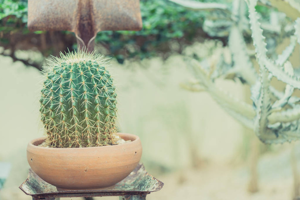 Selective Focus Close-Up Cactus Texture Background - Photo, Image