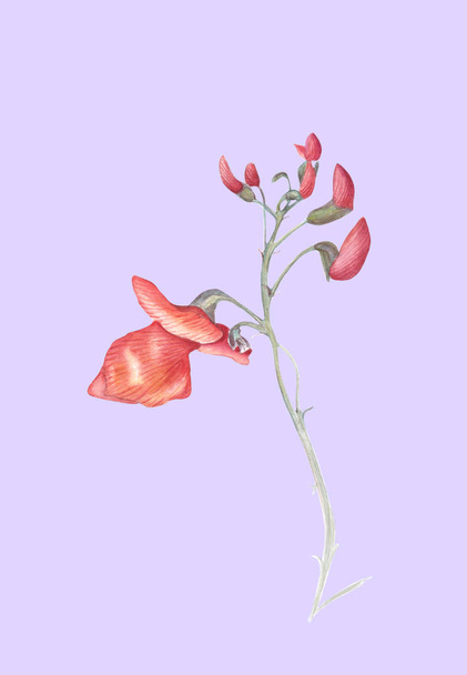 Beautiful flowers of Runner Bean Plant (Phaseolus coccineus). Watercolor illustration isolated on purple background. Realistic botanical art.  - 写真・画像
