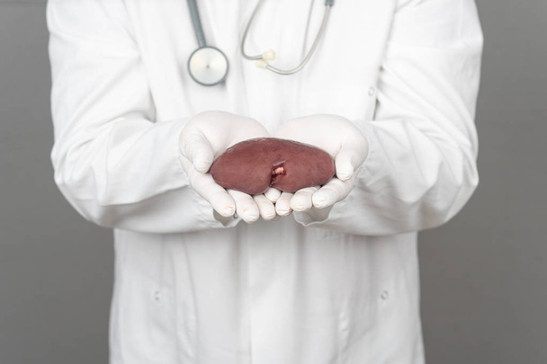 Un medico con stetoscopio tiene un rene in mano
 - Foto, immagini