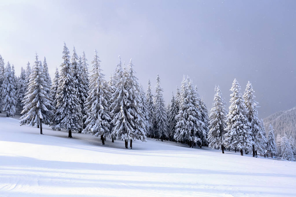 On the wide lawn there are many fir trees standing under the snow on the frosty winter day. Beautiful winter background. - Foto, afbeelding