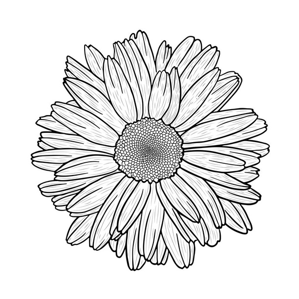 Vector realistic black and white hand-drawn image (sketch) of  camomile (daisy) flower. Vector EPS 10. - Vetor, Imagem
