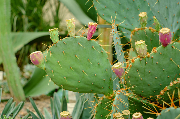 brauner stacheliger Kaktus aus Kakteen in der Wüste - Foto, Bild