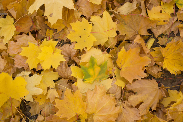 カエデを葉します。秋のカーペット。木が葉を投げた. - 写真・画像