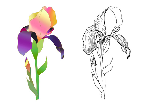 Iris monochrome and colorful - Вектор,изображение