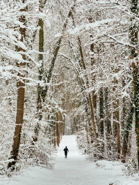 雪に覆われた林道のジョガー - 写真・画像