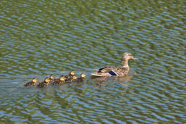Wild duck with ducklings on the river. - Foto, Imagem