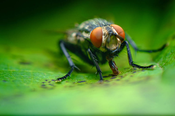 Ακραία εσωτερικη μακροεντολή σάρκα μύγα στο πράσινο φύλλο - Φωτογραφία, εικόνα