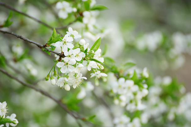Cherry spring flowers - Фото, зображення