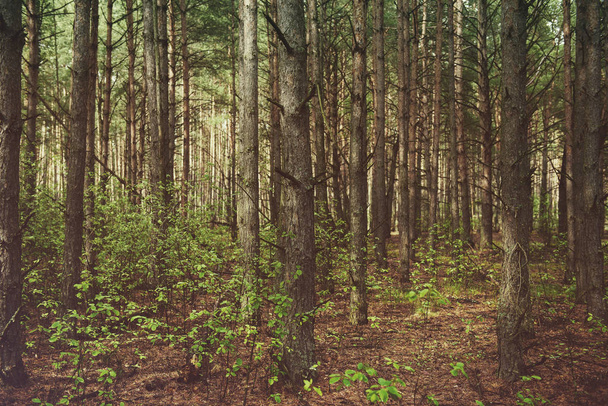 Dark moody forest - Foto, Imagen
