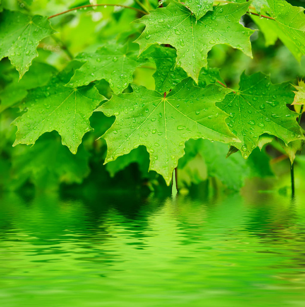 Maple leaves background - Φωτογραφία, εικόνα