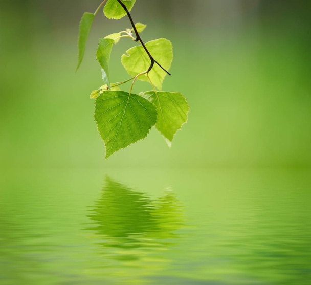 Sunny green leaves - Φωτογραφία, εικόνα
