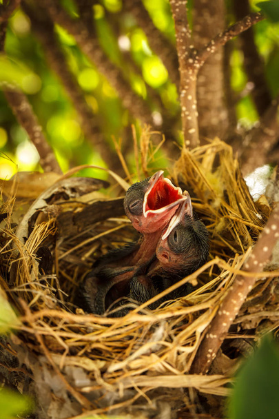 Дитячі птахи в гнізді чекають, щоб отримати їжу з відкритими дзьобами
 - Фото, зображення