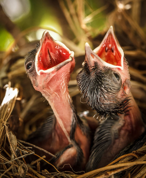 Птенцы в гнезде ждут, чтобы получить еду с широко открытыми клювами
 - Фото, изображение