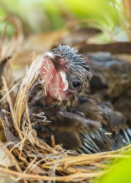 Baby ptaki w gniazdo czeka, aby uzyskać żywności z ich dzioby szerokiego otwarcia - Zdjęcie, obraz