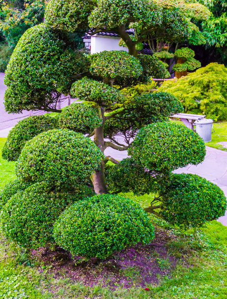красиве обрізане дерево з кульковими кущами в японському стилі дивовижне прикраса саду
 - Фото, зображення