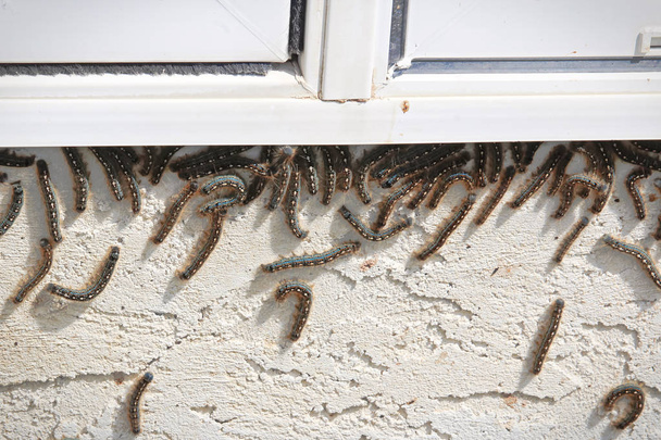 Sátor hernyók felmászni egy ablak alatt egy fertőzés - Fotó, kép