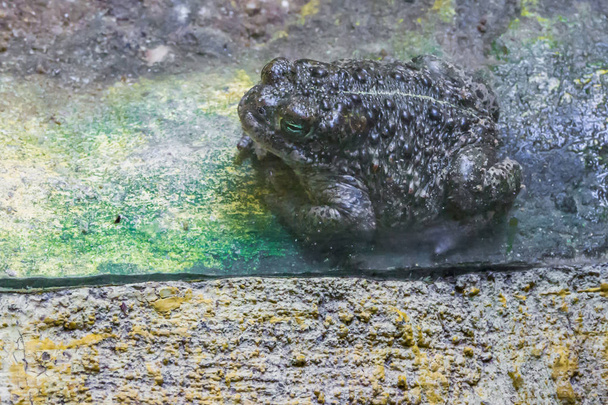 sapo bufo con un verde en primer plano retrato animal bosque de anfibios
 - Foto, Imagen