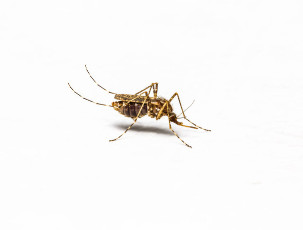 白、デング熱蚊で隔離 Zica ウイルス ネッタイシマカ蚊はマラリア、日本脳炎のキャリア - 写真・画像