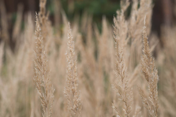сухі трав'яні квіти макро вибірковий фокус
 - Фото, зображення