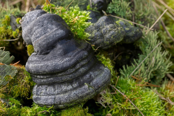 Fomes fomentarius  tinder fungus, hoof fungus on tree stump - Photo, Image