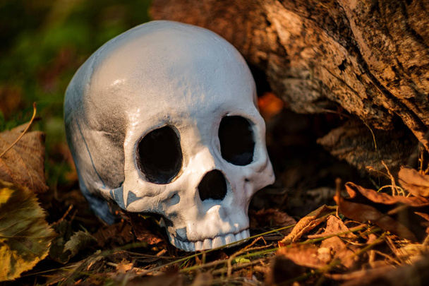 Gruseliger kieferloser Halloween-Schädel auf altem Baumstumpf - Foto, Bild
