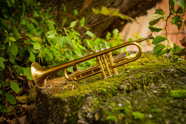 trompeta instrumento de jazz de otoño de pie solo en la naturaleza - Foto, Imagen