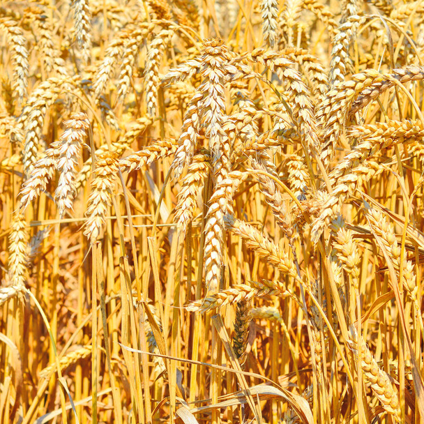 Campo di grano, paesaggio rurale - Foto, immagini