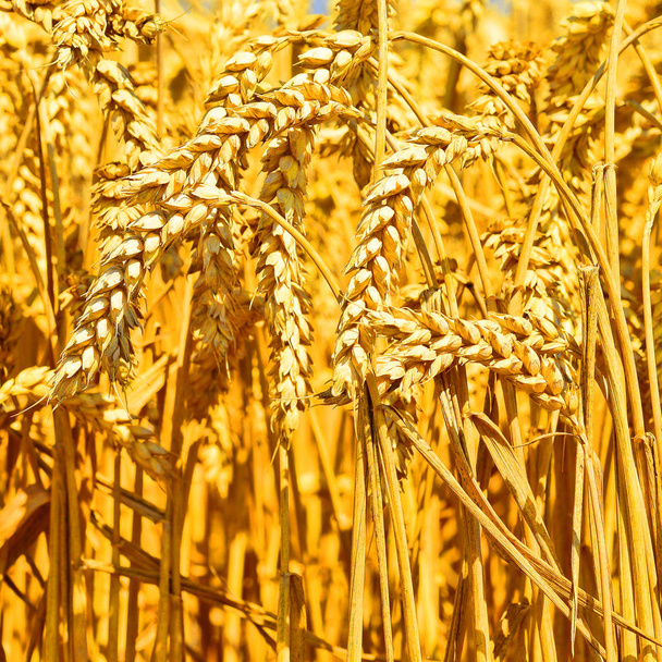 Campo de granos, paisaje rural - Foto, imagen