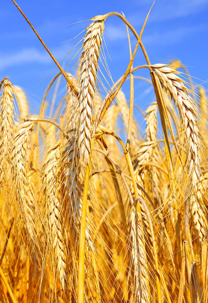 Campo de granos, paisaje rural - Foto, Imagen