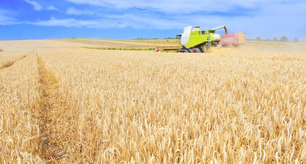 Tahıl hasat traktör römork tahıl tankına aşırı yükleme. - Fotoğraf, Görsel